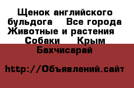 Щенок английского бульдога  - Все города Животные и растения » Собаки   . Крым,Бахчисарай